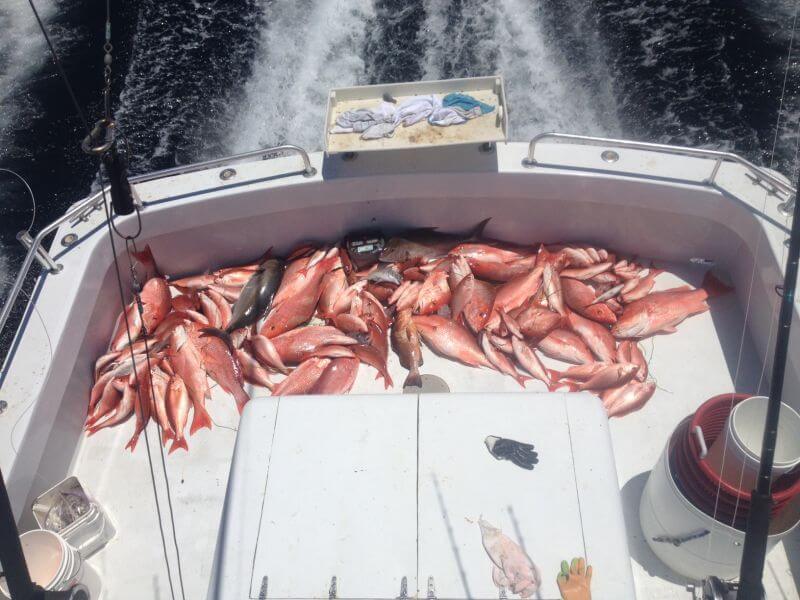Vermillion Snapper, Red Snapper and mangrove snapper fishing off Pensacola Beach Florida on charter boat Total Package for deep sea fishing charters - Pensacola Charter boat fishing